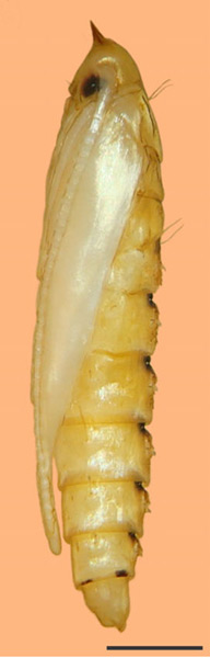 /filer/webapps/moths_gc/media/images/O/ourea_Phyllocnistis_pupa_Brito_etal_2019_34.jpg