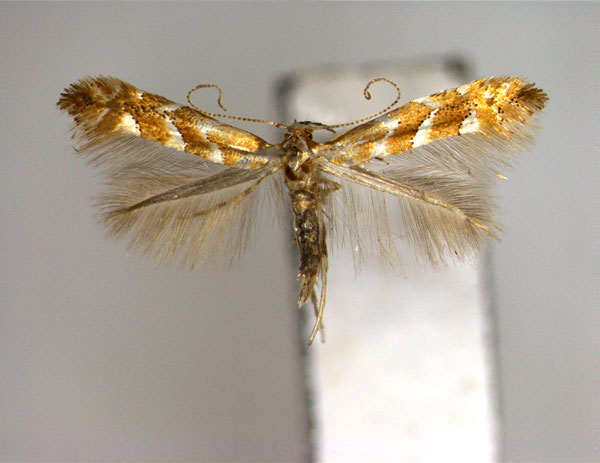 /filer/webapps/moths_gc/media/images/O/ovalifoliae_Phyllonorycter_A_EIHU.jpg