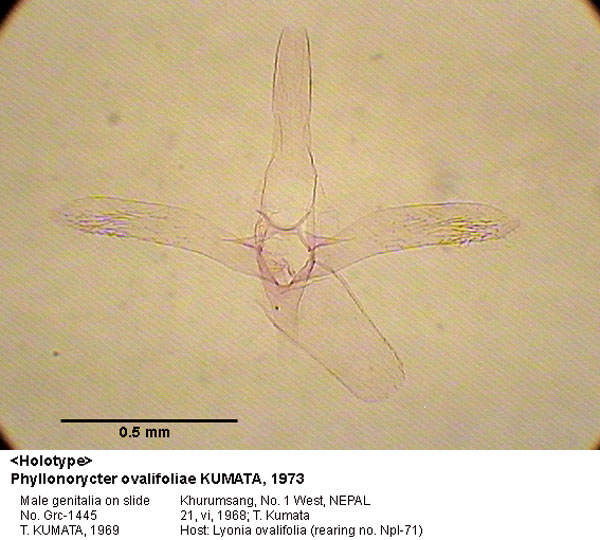 /filer/webapps/moths_gc/media/images/O/ovalifoliae_Phyllonorycter_GM_HT_1445_EIHU.jpg