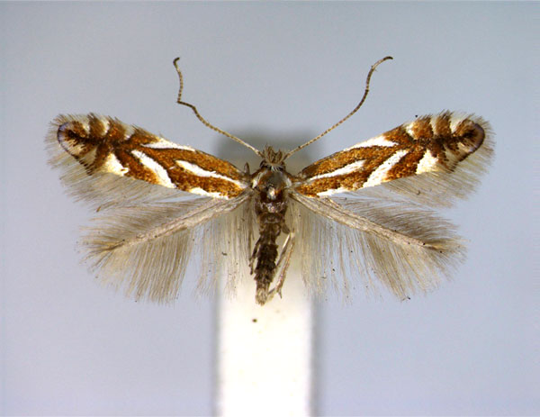 /filer/webapps/moths_gc/media/images/O/oxyacanthae_Phyllonorycter_A_EIHU.jpg