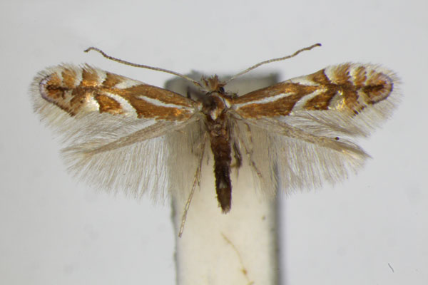 /filer/webapps/moths_gc/media/images/O/oxyacanthae_Phyllonorycter_A_ZSM.jpg