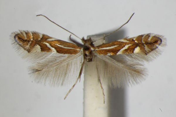 /filer/webapps/moths_gc/media/images/O/oxyacanthae_Phyllonorycter_A_ZSM_3.jpg
