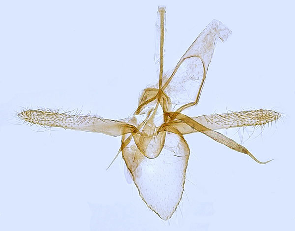 /filer/webapps/moths_gc/media/images/O/oxyacanthae_Phyllonorycter_GM_Hall.jpg