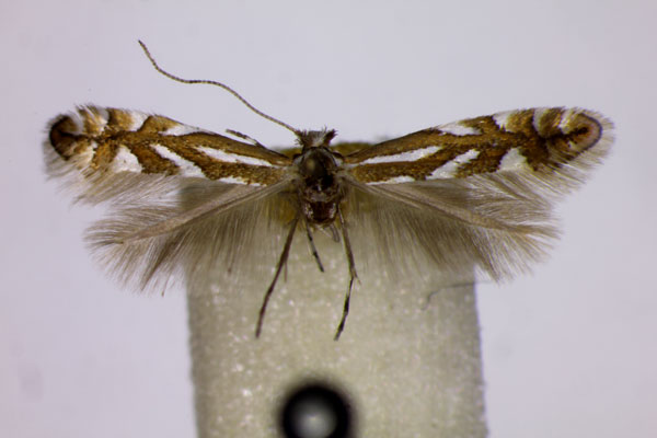 /filer/webapps/moths_gc/media/images/O/oxyacanthae_Phyllonorycter_LT_BMNH.jpg