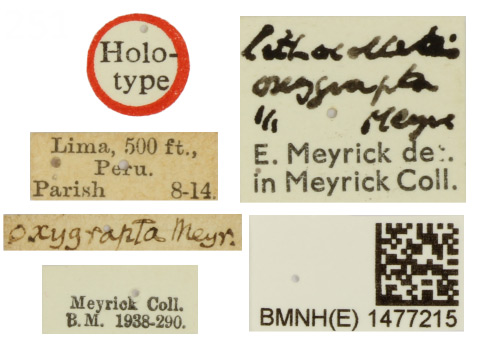 /filer/webapps/moths_gc/media/images/O/oxygrapta_Phyllonorycter_HT_1477215_BMNH_labels.jpg