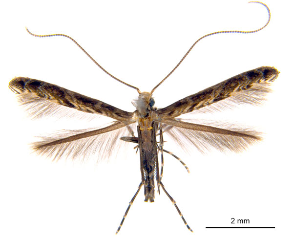 /filer/webapps/moths_gc/media/images/O/oxyloga_Diphtheroptila_AF_NULT025178.jpg