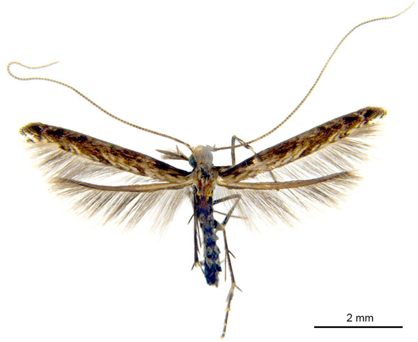 /filer/webapps/moths_gc/media/images/O/oxyloga_Diphtheroptila_AM_NULT024939.jpg