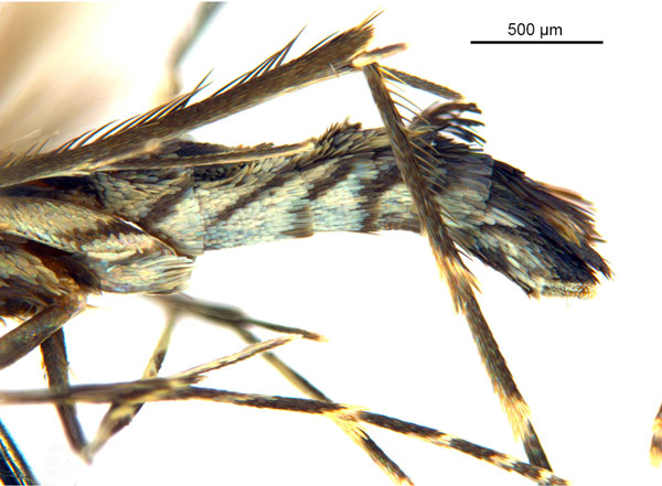 /filer/webapps/moths_gc/media/images/O/oxyloga_Diphtheroptila_AM_abdomen_NULT024939.jpg