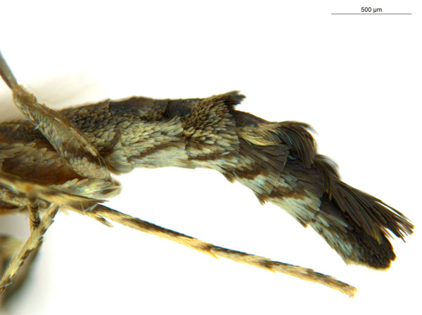 /filer/webapps/moths_gc/media/images/O/oxyloga_Diphtheroptila_AM_abdomen_NULT025053.jpg