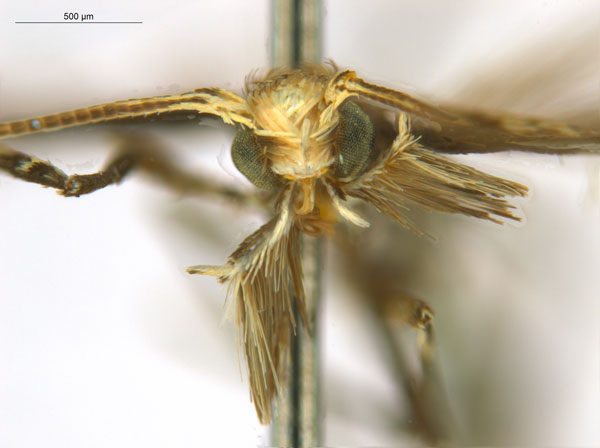 /filer/webapps/moths_gc/media/images/O/oxyloga_Diphtheroptila_AM_head1_NULT024939.jpg