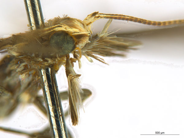 /filer/webapps/moths_gc/media/images/O/oxyloga_Diphtheroptila_AM_head2_NULT024939.jpg