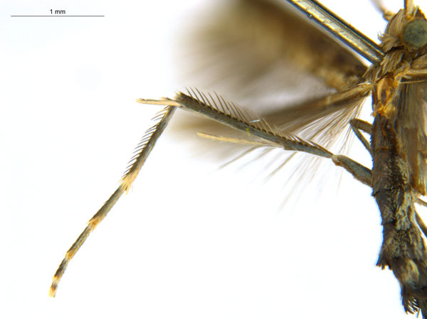 /filer/webapps/moths_gc/media/images/O/oxyloga_Diphtheroptila_AM_leg_NULT025053.jpg