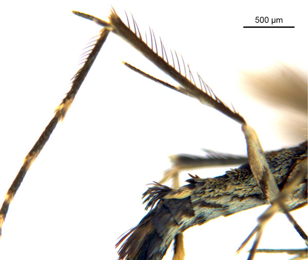/filer/webapps/moths_gc/media/images/O/oxyloga_Diphtheroptila_AM_legs_NULT024939.jpg