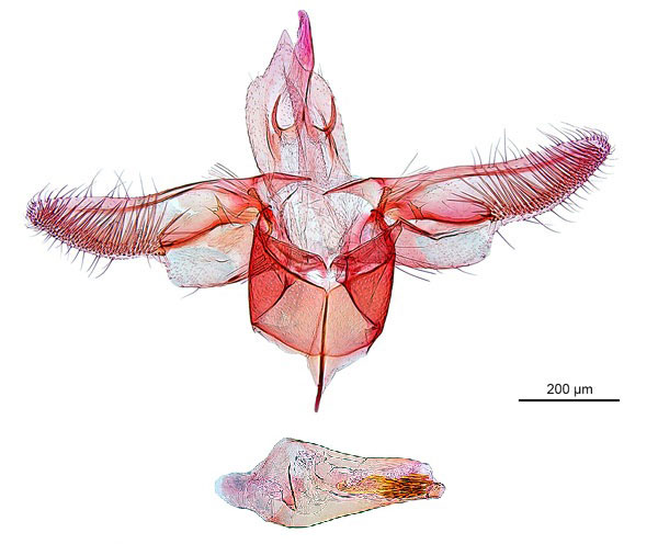 /filer/webapps/moths_gc/media/images/O/oxyloga_Diphtheroptila_GM_NULT024939.jpg