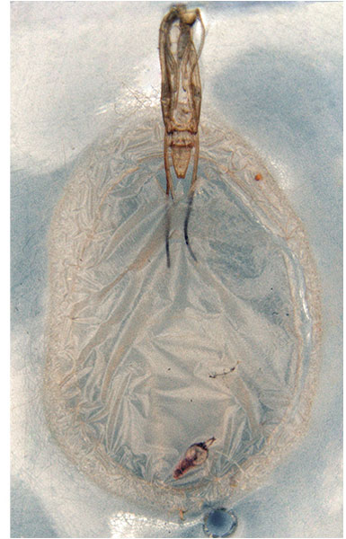 /filer/webapps/moths_gc/media/images/O/oxyloga_Diphtheroptila_pupa_NULT025053.jpg
