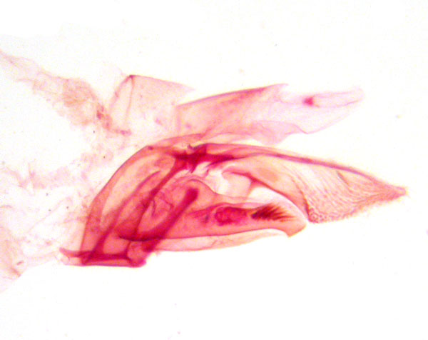 /filer/webapps/moths_gc/media/images/O/oxyloga_Diphtheroptyla_GM_MT7446_TMSA.jpg