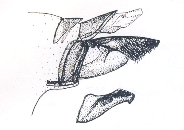 /filer/webapps/moths_gc/media/images/O/oxyloga_Diphtheroptyla_GM_Vari_1961_Pl58-3.jpg
