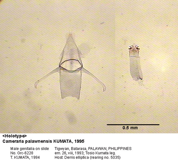 /filer/webapps/moths_gc/media/images/P/palawanensis_Cameraria_GM_6228_EIHU.jpg