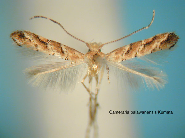 /filer/webapps/moths_gc/media/images/P/palawanensis_Cameraria_HT_EIHU.jpg