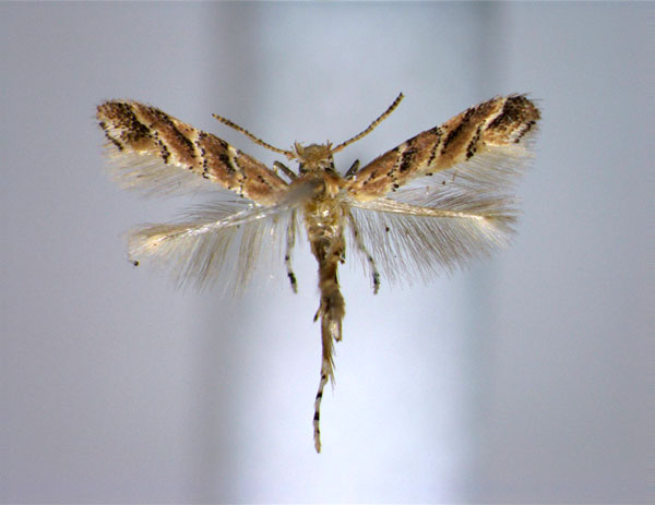 /filer/webapps/moths_gc/media/images/P/palawanensis_Cameraria_PT_EIHU.jpg