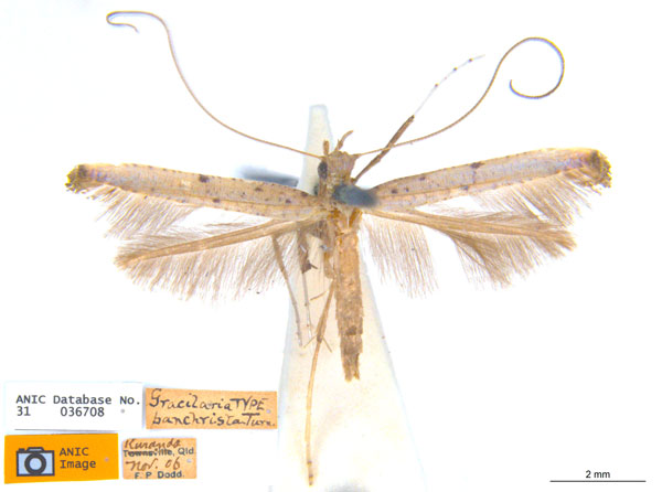 /filer/webapps/moths_gc/media/images/P/panchrista_Caloptilia_ST_ANIC.jpg