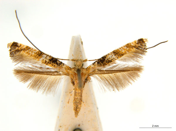 /filer/webapps/moths_gc/media/images/P/panconita_Murwillumba_AF_A14_ANIC.jpg