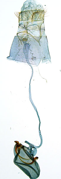 /filer/webapps/moths_gc/media/images/P/panconita_Murwillumba_AF_A14_GF_De-Prins-et-al_2026_300.jpg