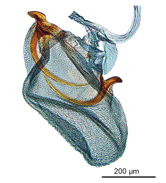 /filer/webapps/moths_gc/media/images/P/panconita_Murwillumba_AF_A14_GF_corpus-bursae_De-Prins-et-al_2026_300.jpg