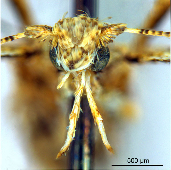 /filer/webapps/moths_gc/media/images/P/panconita_Murwillumba_AF_A14_head-1_De-Prins-et-al_2026_299.jpg