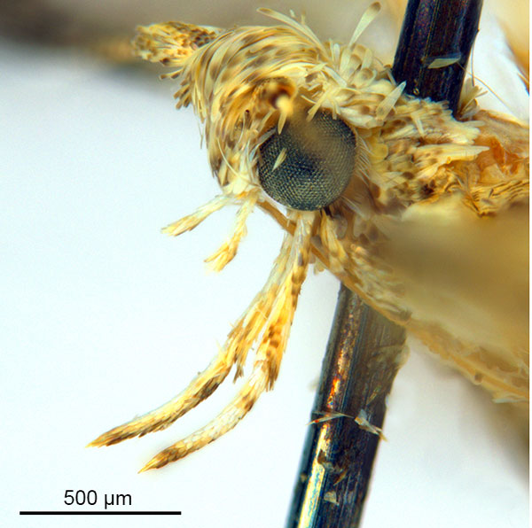 /filer/webapps/moths_gc/media/images/P/panconita_Murwillumba_AF_A14_head-2_De-Prins-et-al_2026_299.jpg
