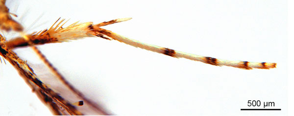 /filer/webapps/moths_gc/media/images/P/panconita_Murwillumba_AF_A14_leg_De-Prins-et-al_2026_299.jpg