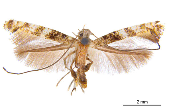 /filer/webapps/moths_gc/media/images/P/panconita_Murwillumba_HT_De_Prins__etal_2026_299.jpg