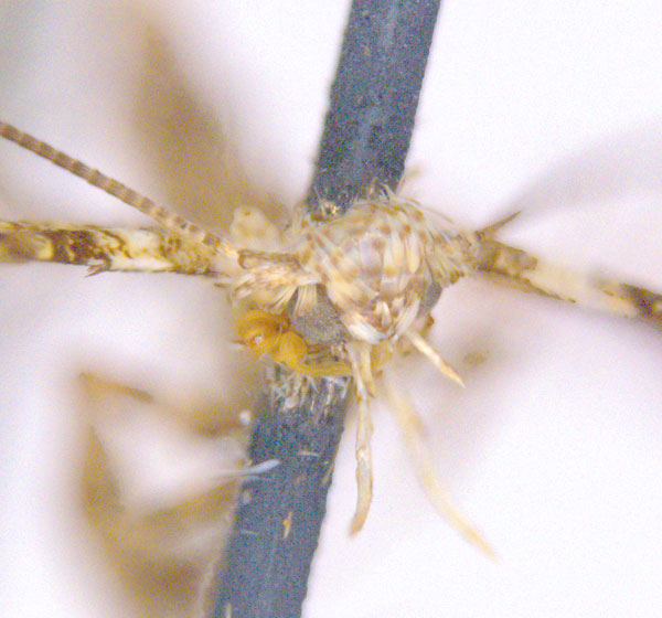 /filer/webapps/moths_gc/media/images/P/panconita_Murwillumba_HT_head_ANIC.jpg