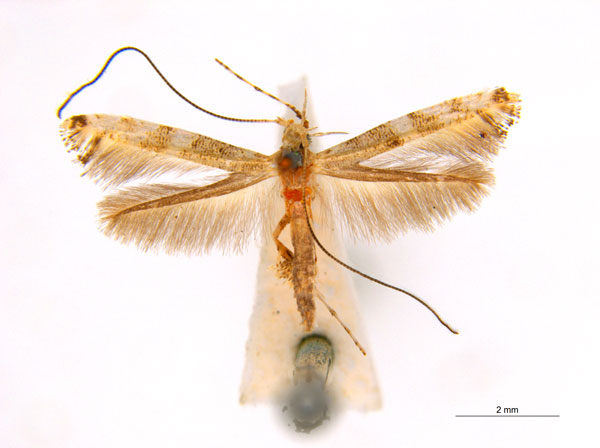 /filer/webapps/moths_gc/media/images/P/panconita_Murwillumba_PT_A100_ANIC_Ng52z1r.jpg