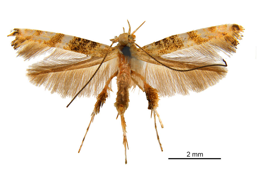 /filer/webapps/moths_gc/media/images/P/panconita_Murwillumba_PT_A13_De-Prins-et-al_2025_299.jpg