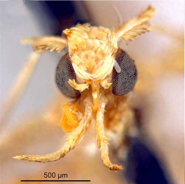 /filer/webapps/moths_gc/media/images/P/panconita_Murwillumba_PT_A13_head1_De-Prins-et-al_2025_299.jpg