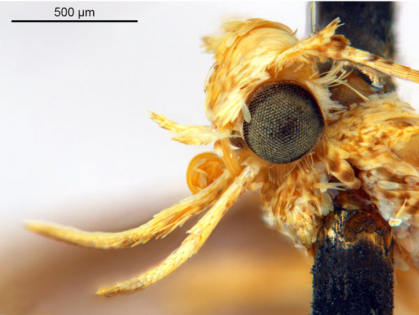 /filer/webapps/moths_gc/media/images/P/panconita_Murwillumba_PT_A13_head2_De-Prins-et-al_2025_299.jpg