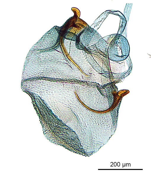 /filer/webapps/moths_gc/media/images/P/panconita_Murwillumba_PT_GF_A100_corpus-bursae_De-Prins-et-al_2026_300.jpg