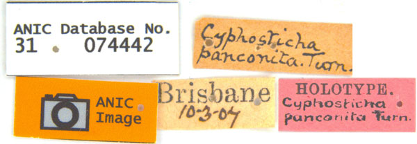 /filer/webapps/moths_gc/media/images/P/panconita_Murwillumbah_HT_Labels.jpg