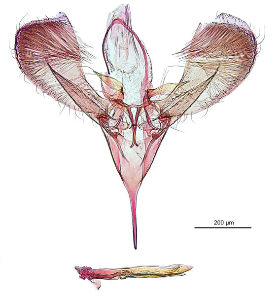 /filer/webapps/moths_gc/media/images/P/panconita_Murwillumbah_PT_GM_A13_De-Prins-et-al_2026_300.jpg