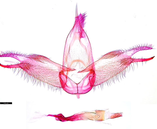 /filer/webapps/moths_gc/media/images/P/pandoxa-Cuphodes_GM_NULT025202.jpg