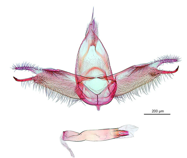 /filer/webapps/moths_gc/media/images/P/pandoxa_Cuphodes_GM_NULT024966_ANIC.jpg
