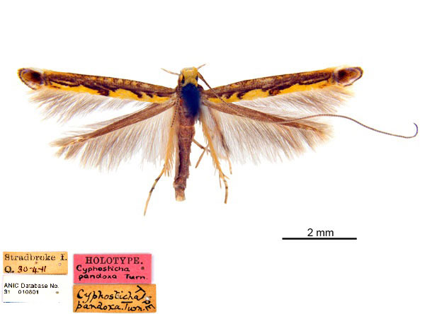 /filer/webapps/moths_gc/media/images/P/pandoxa_Cuphodes_HT_ANIC_ZcSwG20.jpg