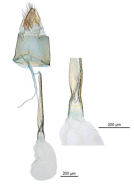 /filer/webapps/moths_gc/media/images/P/pandoxa_Cuphodes_HT_GF_ANIC.jpg