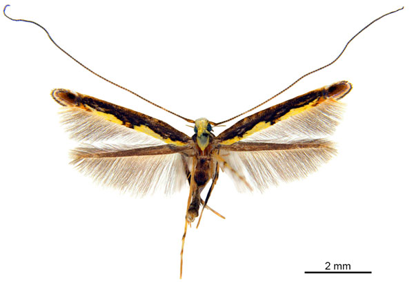 /filer/webapps/moths_gc/media/images/P/pandoxa_Cuphodes_NULT024966_ANIC.jpg