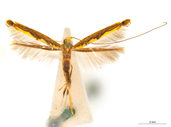 /filer/webapps/moths_gc/media/images/P/pandoxa_Cuphodes_NULT025202_ANIC.jpg
