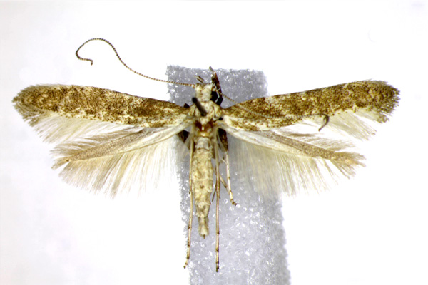 /filer/webapps/moths_gc/media/images/P/paradoxum_Caloptilia_AF_Landry.jpg