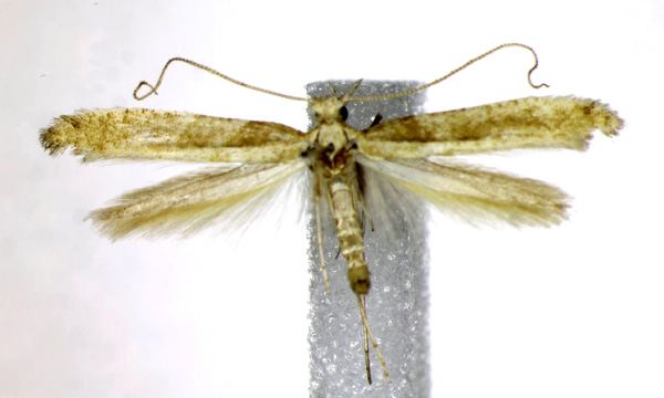 /filer/webapps/moths_gc/media/images/P/paradoxum_Caloptilia_AM_Landry.jpg