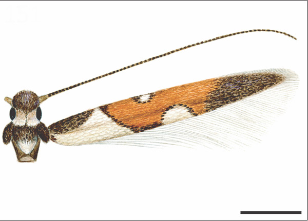 /filer/webapps/moths_gc/media/images/P/paraguayensis_Eucosmophora_HT_USNM.jpg