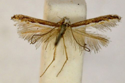 /filer/webapps/moths_gc/media/images/P/parallela_Acrocercops_A_BMNH(E)-1324988.jpg